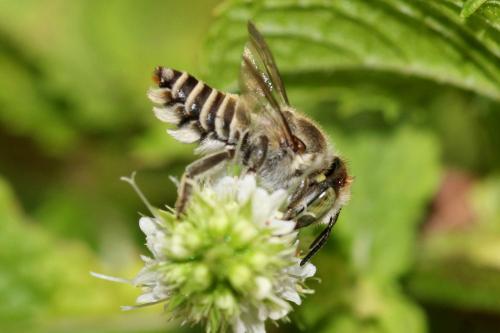 Réf. 334 442 : Megachile sp.